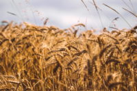 Макаронные изделия: твердая и мягкая пшеница, хорошие или плохие?