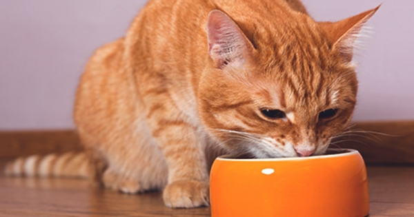 Польза и вред добавок омега-3 (рыбий жир) для кошек. Топ лучших добавок от всемирно известных производителей. Как правильно вводить и рассчитывать дозировку