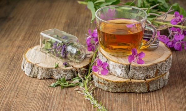 Кипрей узколистный (иван-чай) - лечебные свойства и применение