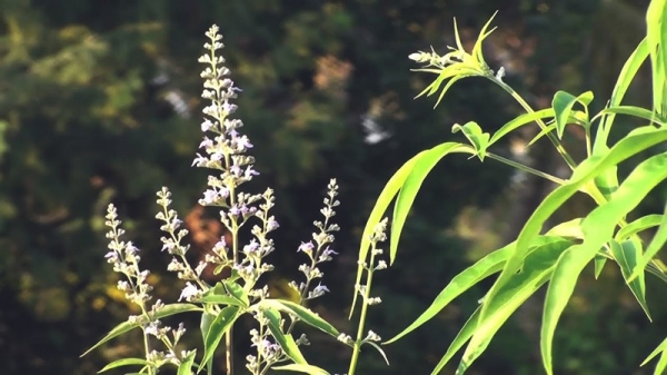 Vitex Sacred - уникальная трава для женского и мужского здоровья. От каких заболеваний может помочь растительный экстракт? Обзор самых популярных добавок на iHerb