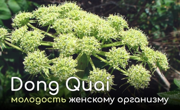 Донг Квай - удивительное растение, помогающее сохранять молодость женского тела