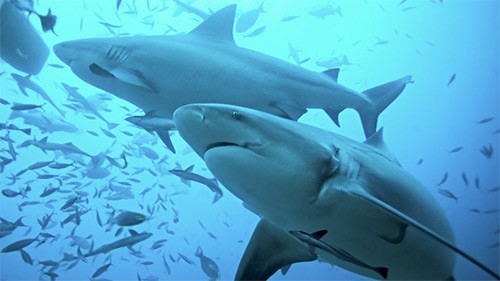 Добавки из акульего хряща для лечения заболеваний суставов и связок