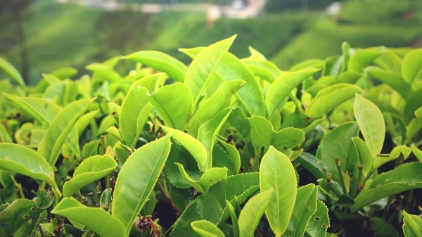 Экстракт зеленого чая EGCg от Now Foods: полное описание добавки, инструкция по применению, преимущества
