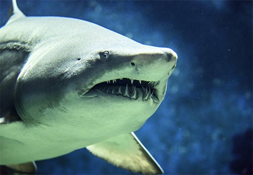 Добавки из акульего хряща для лечения заболеваний суставов и связок