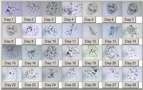 Сравнительный анализ микроскопов для определения овуляции по слюне. Возможность приобрести устройство на iHerb.com