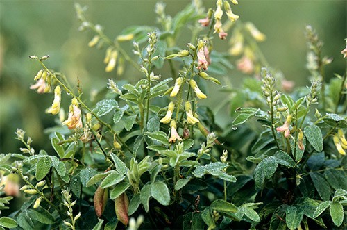 Астрагал - чудодейственное растение традиционной медицины. Показания к применению, полезные свойства, противопоказания, способы применения