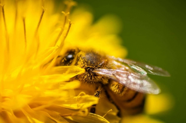 Пчелиная пыльца: 11 преимуществ для здоровья
