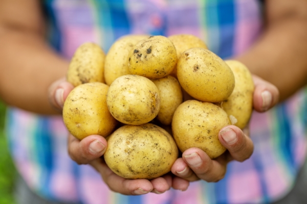Картофель - польза или вред для человеческого организма?