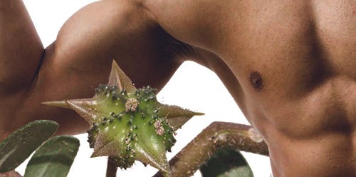 Tribulus terrestris или трибулус ползучий: растение № 1 место в мире по восстановлению мужского здоровья. Оптимальная пищевая добавка