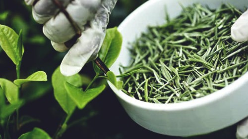 Экстракт листьев зеленого чая Solgar: полный обзор добавок. Инструкция, анализ состава, где купить дешевле всего