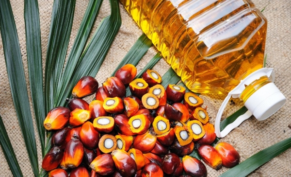 Вред и польза пальмового масла для организма человека